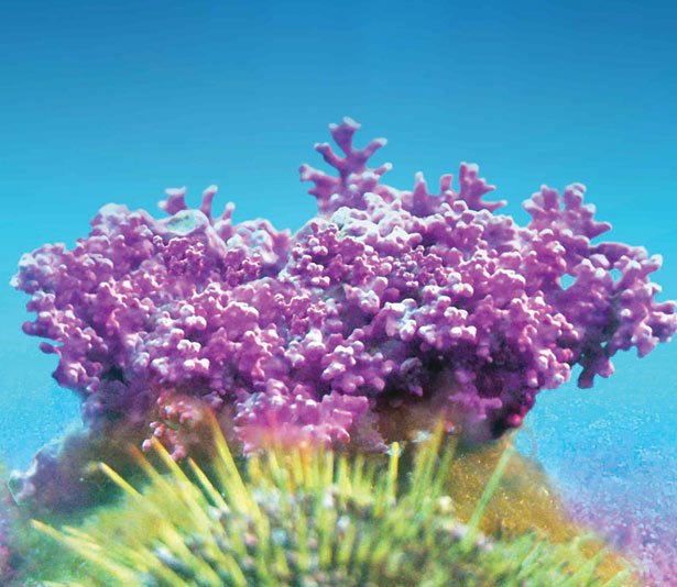aquamin-image.jpg
