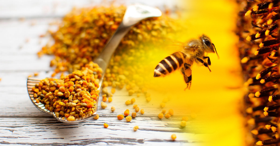 bee.png